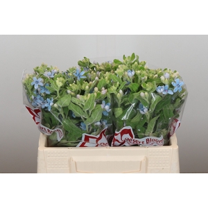 Oxypetalum Tweedia Blue