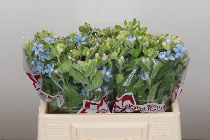 <h4>Oxypetalum Tweedia Blue</h4>