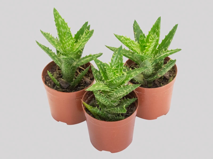 <h4>ALOE JUVENNA P11</h4>