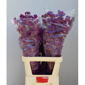 CALLICARPA BOD PROFU