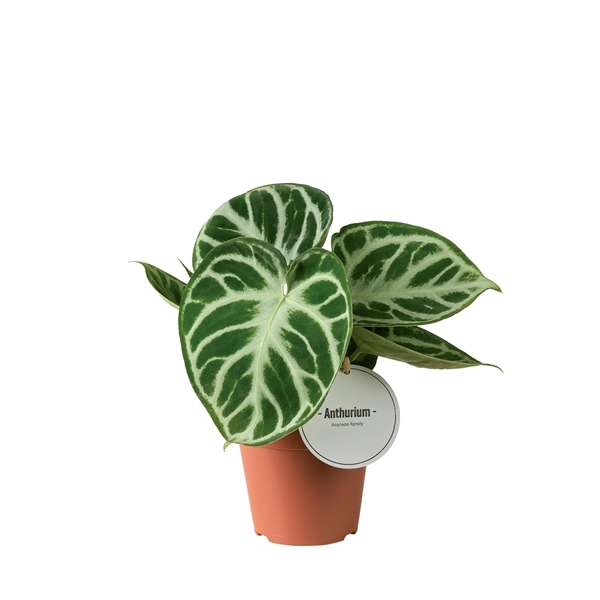 <h4>Anthurium Silver Blush</h4>