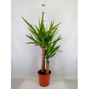 Yucca   ...