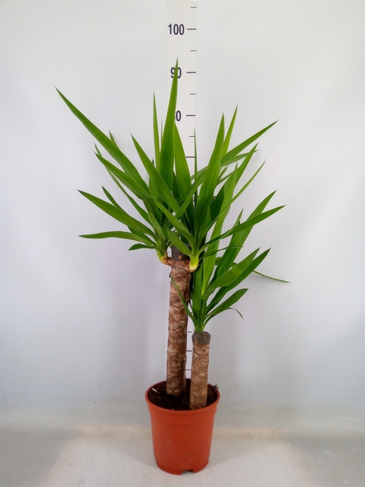 <h4>Yucca   ...</h4>