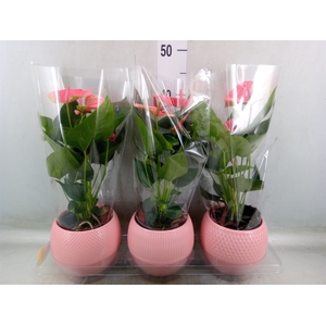 Anthurium   ...mix