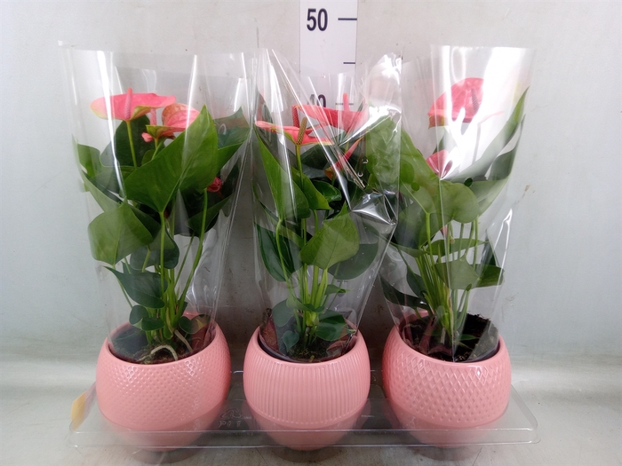 <h4>Anthurium   ...mix</h4>