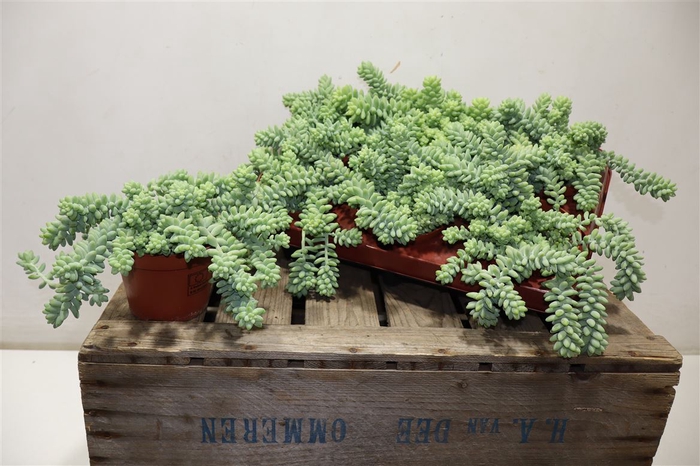 <h4>Sedum Burrito</h4>