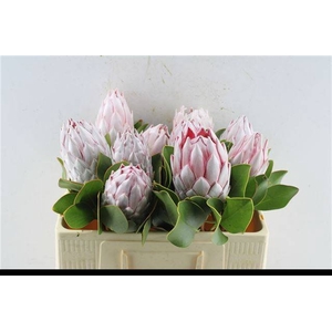 PROTEA CYNAROIDES
