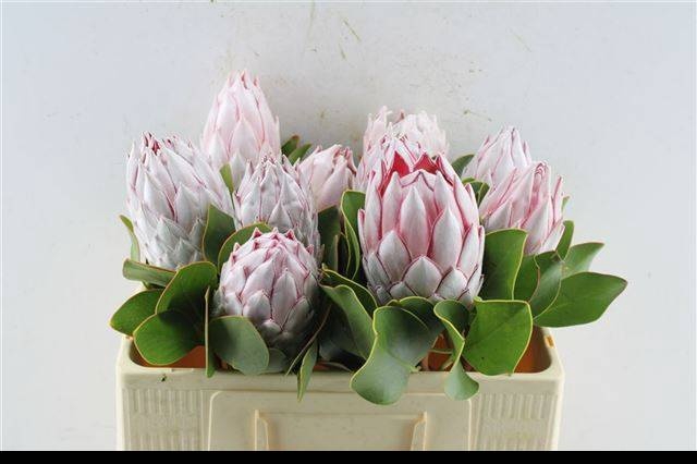 <h4>PROTEA CYNAROIDES</h4>