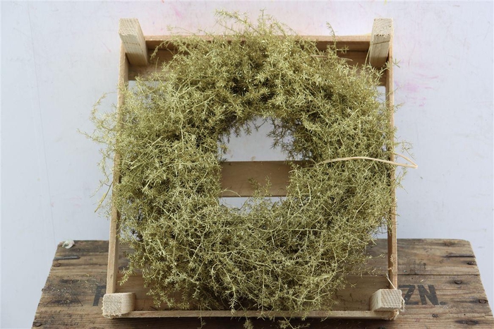 Wr Asparagus Gold Glitter 30cm