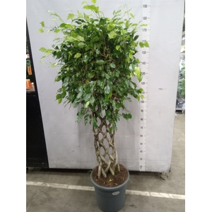Ficus benja.   ...special shapes