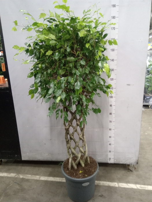 <h4>Ficus benja.   ...special shapes</h4>