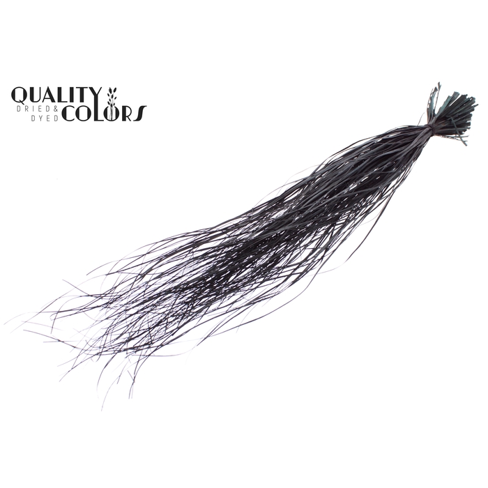 <h4>Beargrass dried per bunch Black</h4>