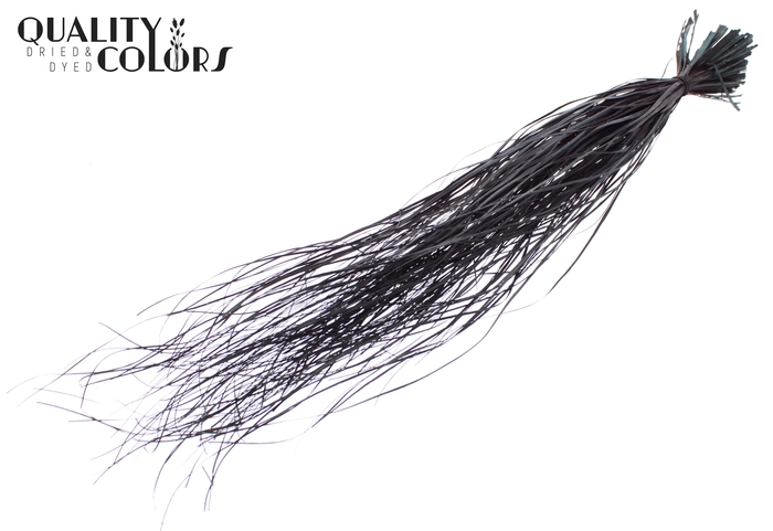 Beargrass dried per bunch Black