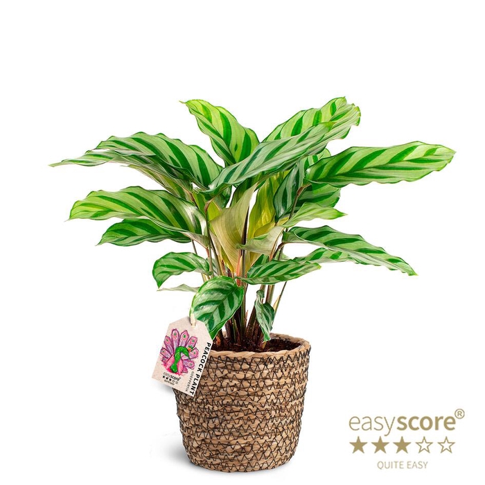 <h4>CALATHEA SPECIES p12 Freddy Basket</h4>