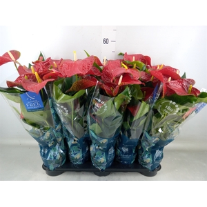 Anthurium andr. 'Karma Red'