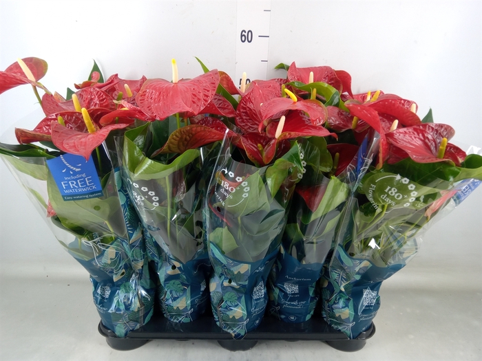<h4>Anthurium andr. 'Karma Red'</h4>