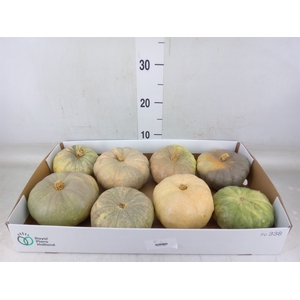Cucurbita