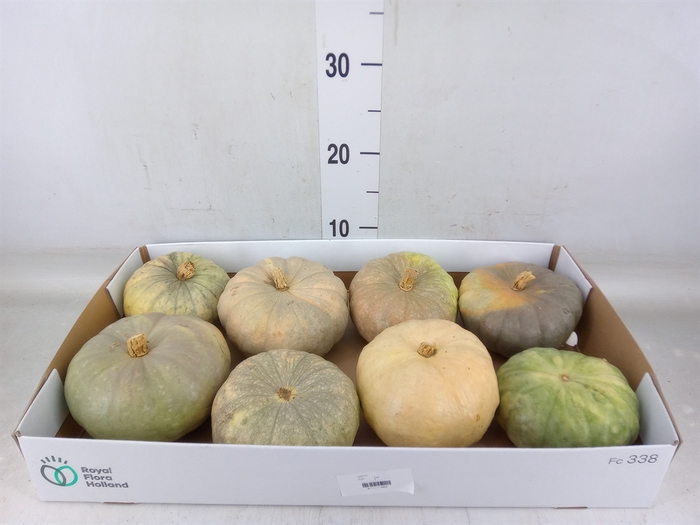 <h4>Cucurbita</h4>