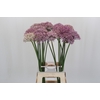 Allium Pink Jewel