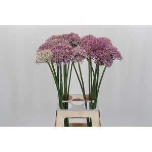 Allium Pink Jewel