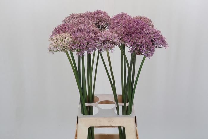<h4>Allium Pink Jewel</h4>