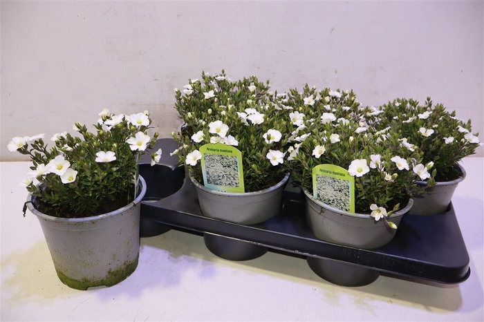 <h4>Aren Montana</h4>