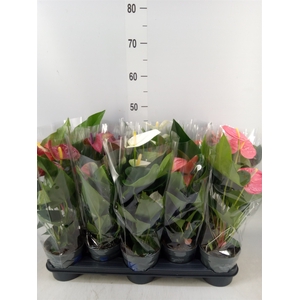Anthurium   ...mix