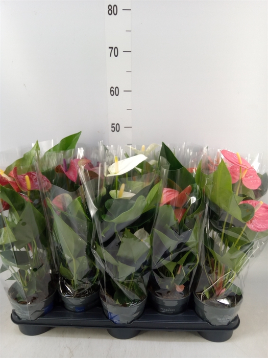 <h4>Anthurium   ...mix</h4>