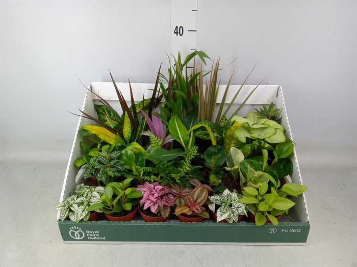 <h4>Planten Groen ...mix 24</h4>