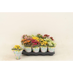 Kalanchoe gevuld gemengd 5klr.