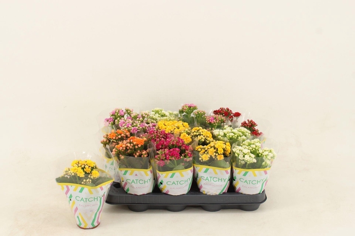 <h4>Kalanchoe gevuld gemengd 5klr.</h4>