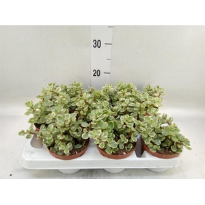 Portulacaria afra 'Variegata'