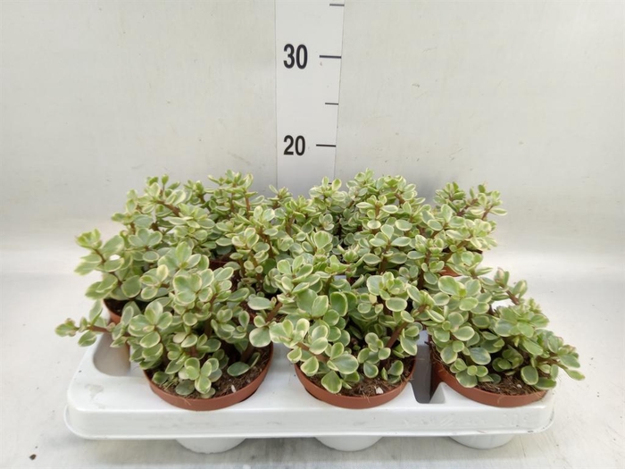 <h4>Portulacaria afra 'Variegata'</h4>