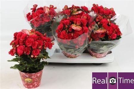 <h4>Beg Du Grace</h4>