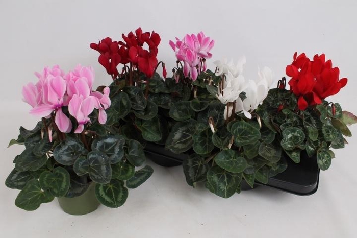 <h4>CYCL MD SUP MACRO</h4>