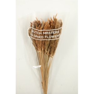 Dried Umbr. Sedge Big Leaf Natural Bunch