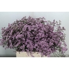 Limonium 'Safora Oshi Pink'