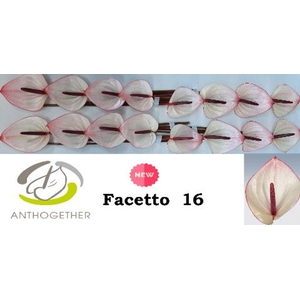 Anthurium andr. 'Facetto'