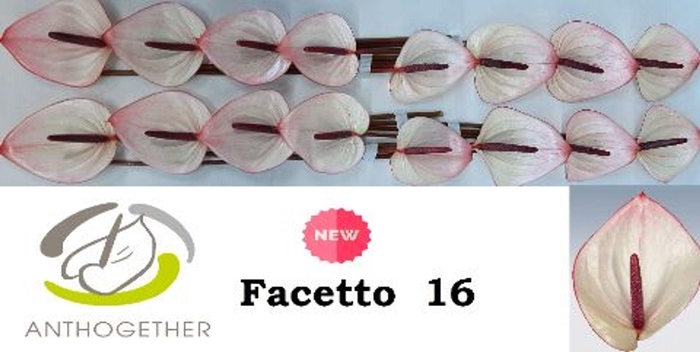 <h4>Anthurium andr. 'Facetto'</h4>