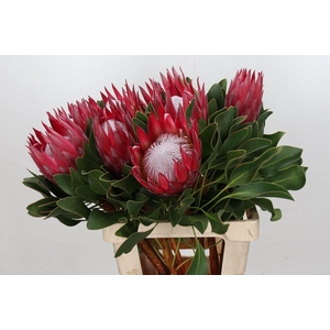 Protea Cynaroides Madiba