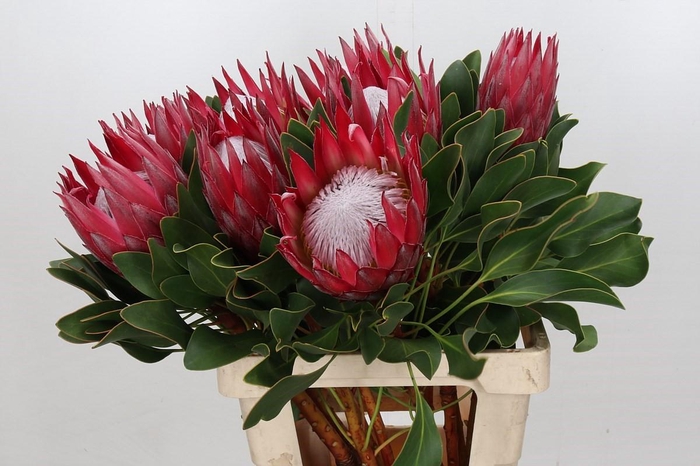 <h4>Protea Cynaroides Madiba</h4>
