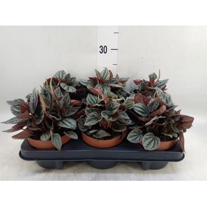Peperomia caperata 'Caracas'