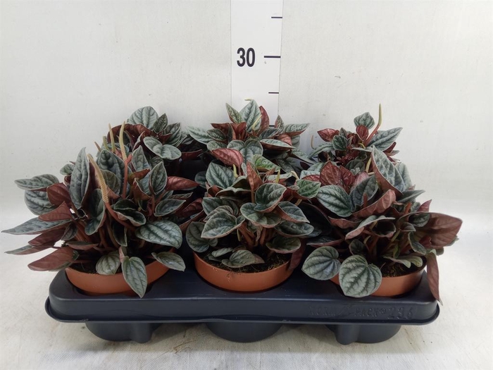 <h4>Peperomia caperata 'Caracas'</h4>