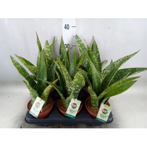 Sansevieria trifa.   ...
