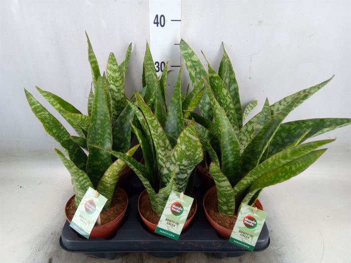 <h4>Sansevieria trifa.   ...</h4>