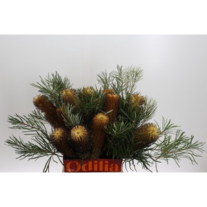 Banksia Spinulosa