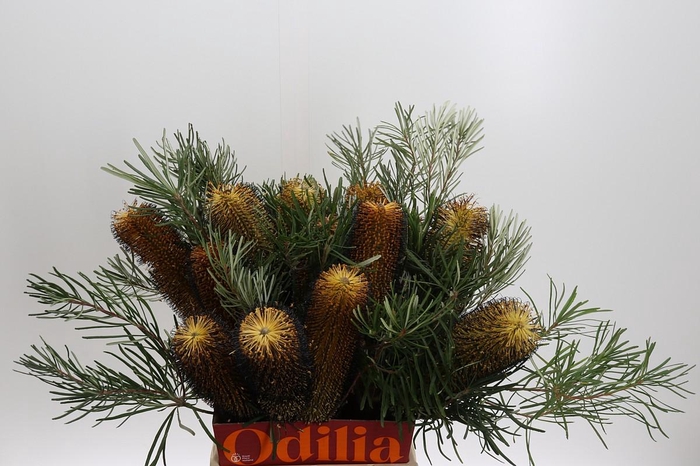 <h4>Banksia Spinulosa</h4>