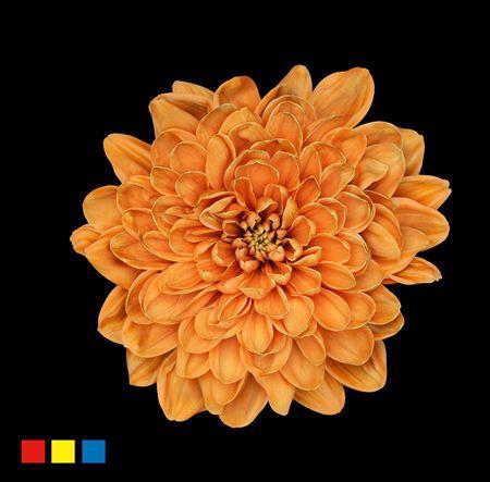 <h4>Chr T Altaj Latte</h4>