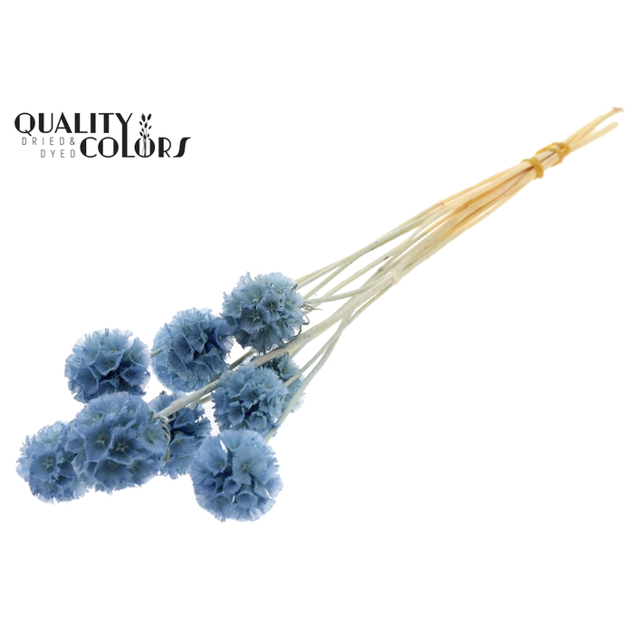 <h4>Scabiosa Preserved 10pc/bunch Bleached Light Blue</h4>