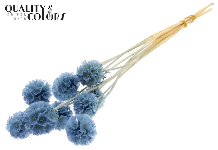 Scabiosa Preserved 10pc/bunch Bleached Light Blue